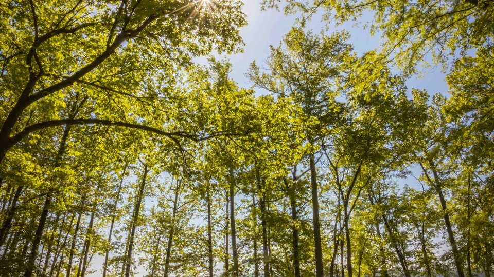 Sunlight filtering through lush green trees by a sandy lakeside path.