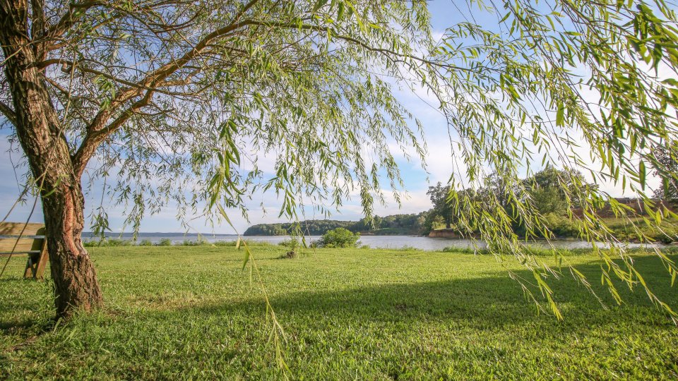 Willow tree and grassy field by a lake under a blue sky.