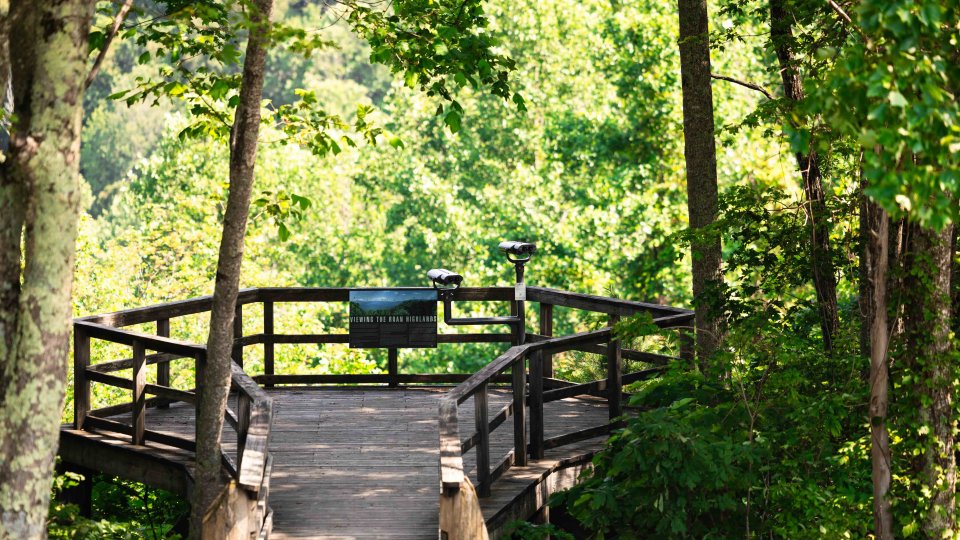 Wooden bridge and bench in a lush green forest setting.