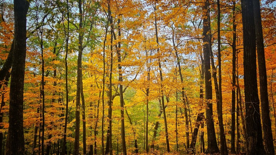 Autumn forest with golden yellow leaves and dark tree trunks.