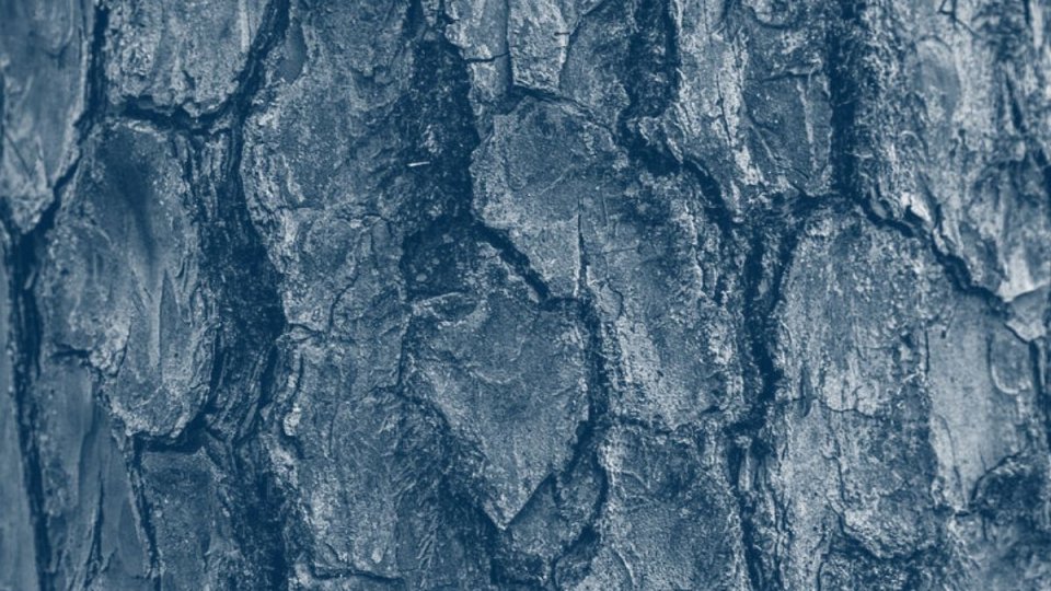 Wooden tree bark with blue highlight