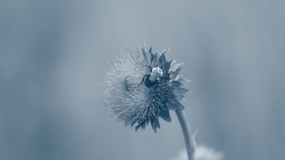 bee on a flower with a blue highlight