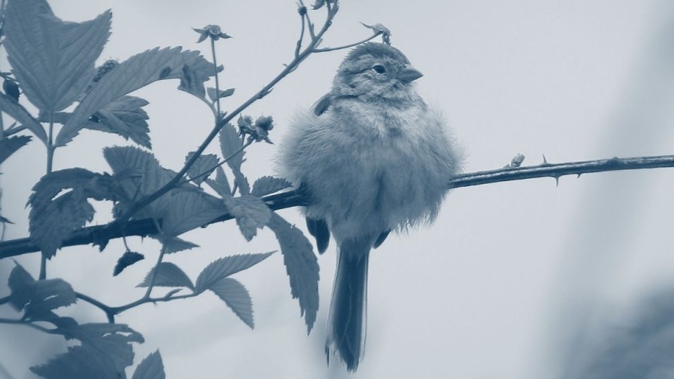 Bird sitting on a small branch with some leaves with a blue highlight