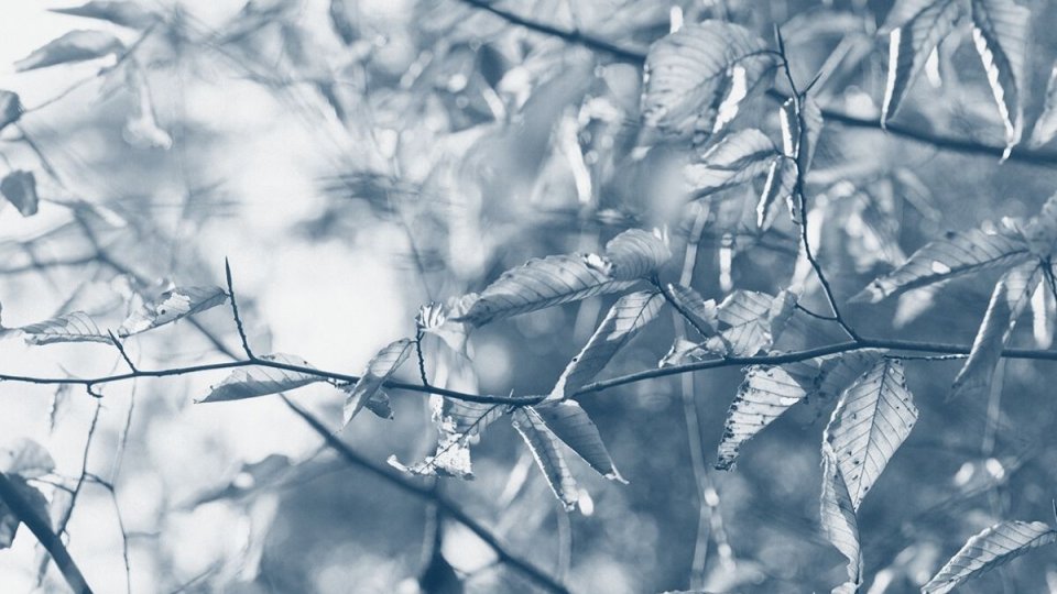 tree branch with several leaves with a blue highlight