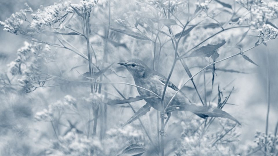 bird surrounded by flowers in blue highlight