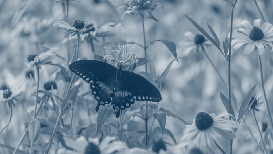 butterfly with wings spread sitting on a flower with a blue highlight