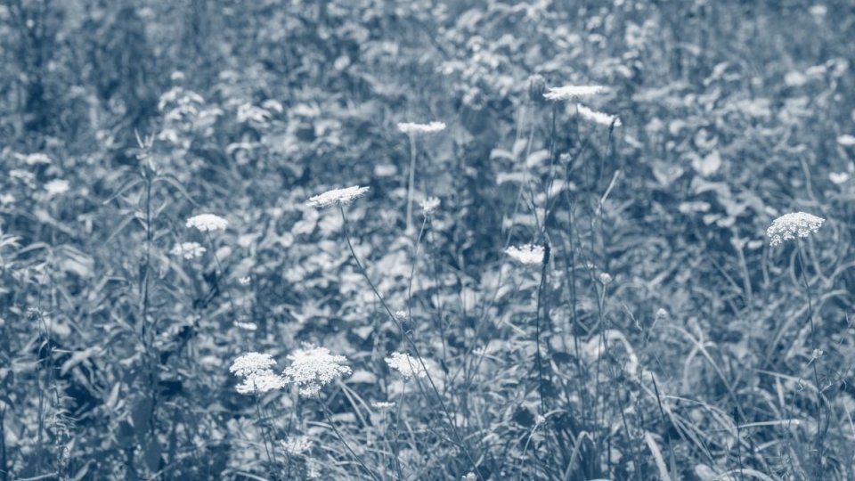 several flowers grouped together with a blue highlight