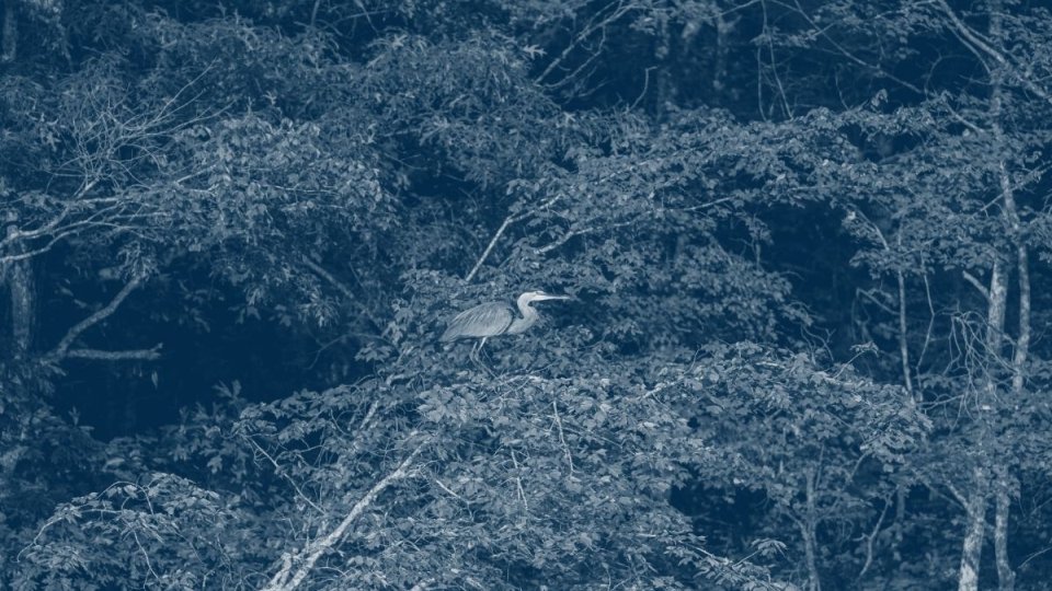 a crane at the top of a tree with green leaves with a blue highlight