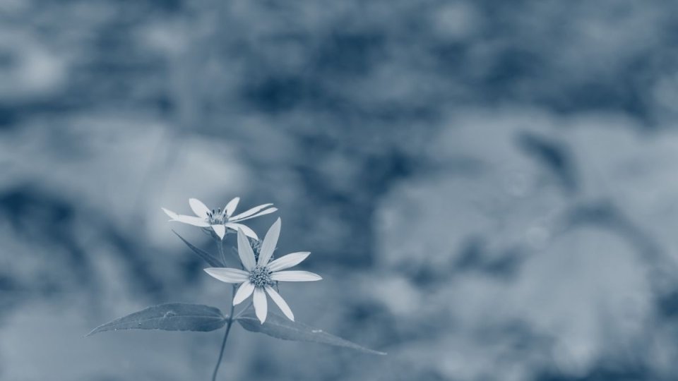 two daisies in focus surrounded by greenery with a blue highlight