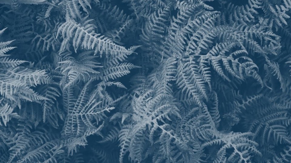 pile of fern group together with a blue highlight