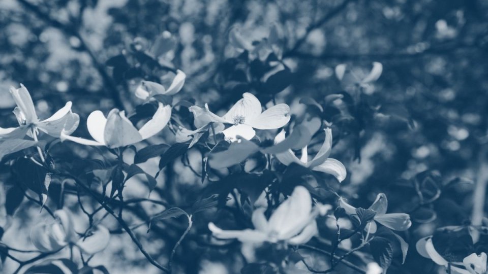 flowers attached to branches with a blue highlight