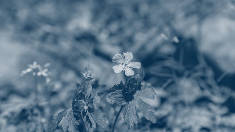 small flowers growing from the ground with a blue highlight