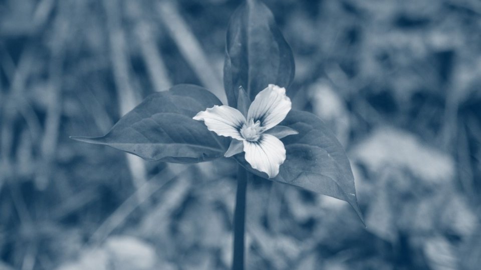 a flower with three pedals and three leaves with a blue highlight