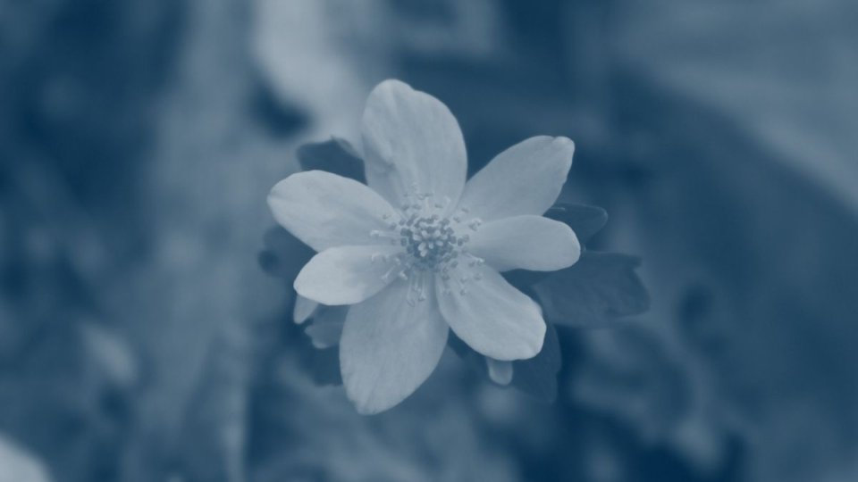 a flower with seven pedals and leaves with a blue highlight