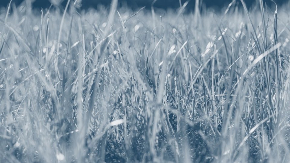 grass growing from the ground with a blue highlight