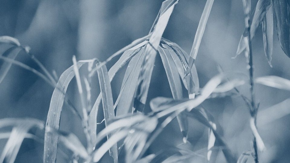 grass blades close together with a blue highlight