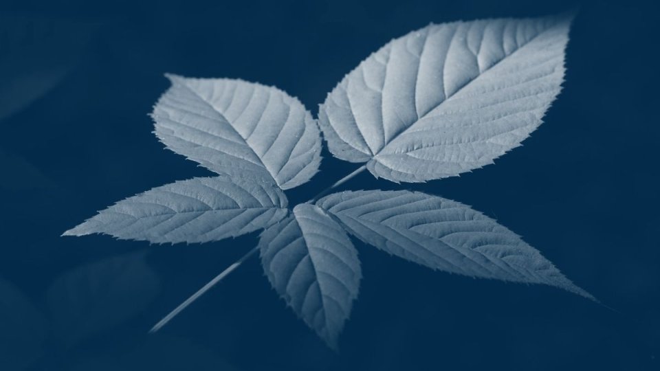 a single ivy leaf with a blue highlight