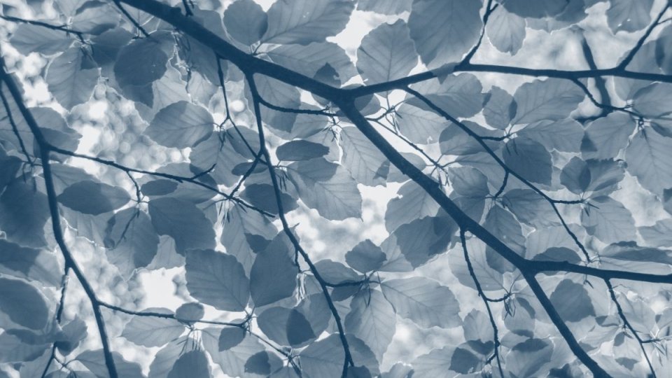 bottom view of tree branches covered in leaves with a blue highlight