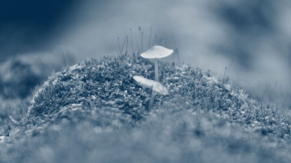 small mushrooms growing from the ground with a blue highlight