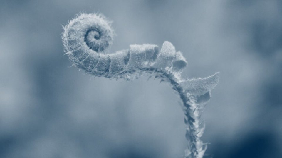 plant coiling into a spiral with a blue highlight