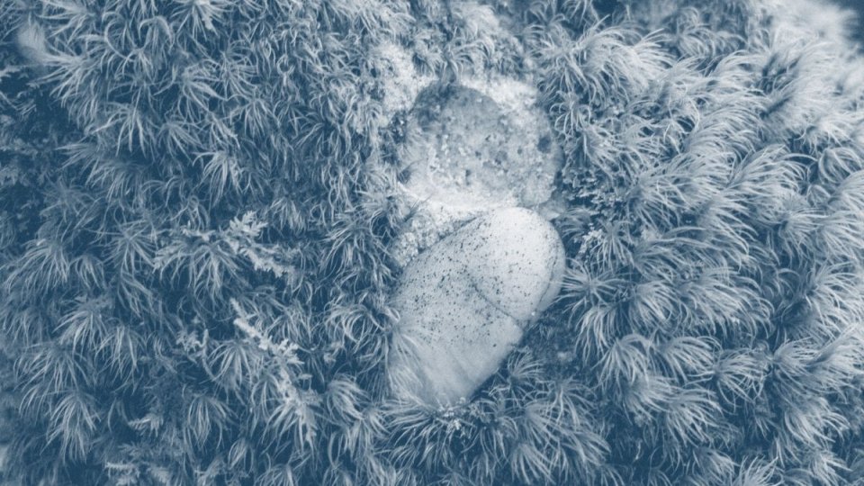 a rock surrounded by grass on the ground with a blue highlight