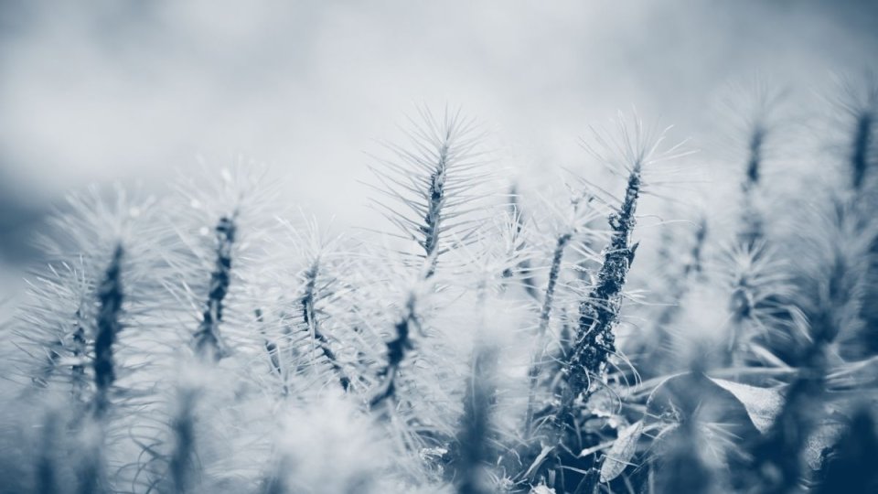 group of small pointy plants with a blue highlight
