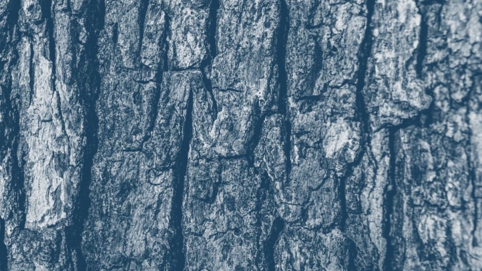 close up view of tree bark with a blue highlight