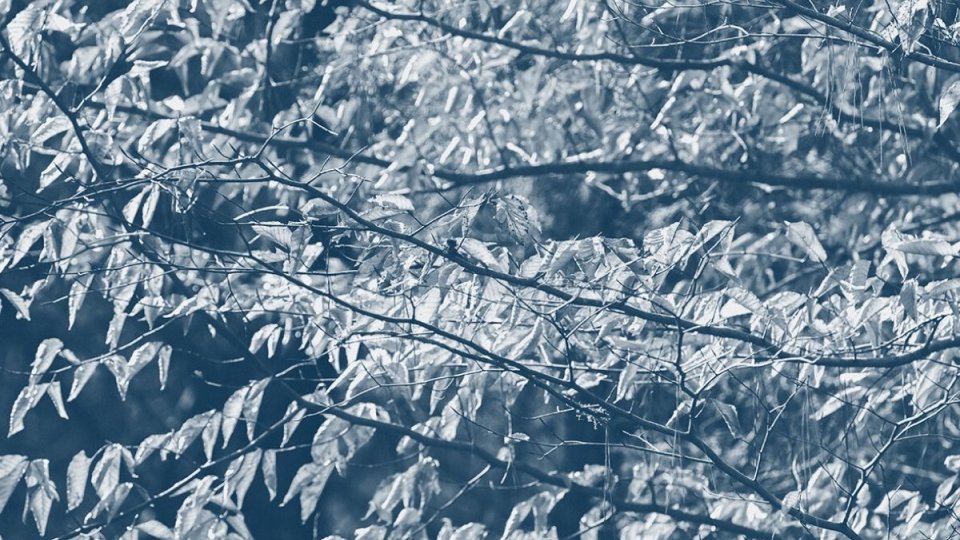 tree branches extending to the left covered in leaves with a blue highlight