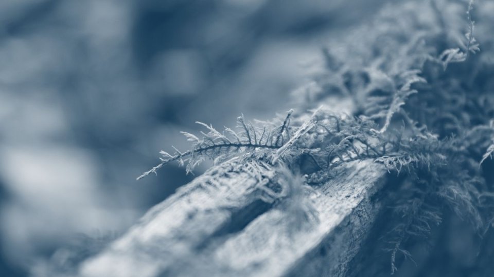 small plant growing in between a open area between some wood with a blue highlight
