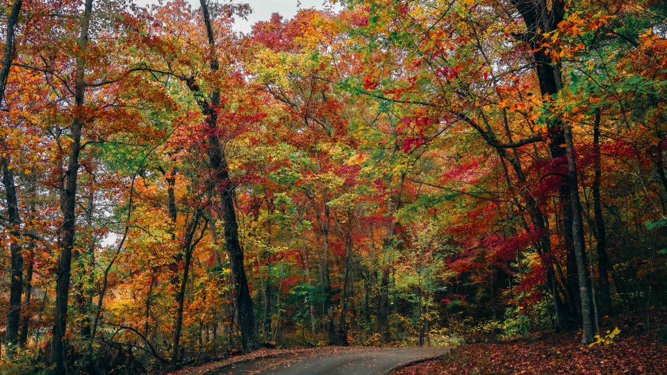 Curvy road winding through a vibrant autumn forest.