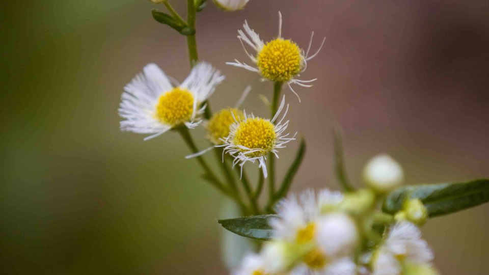 Close-up of white wildflowers with yellow centers against a blurred background.