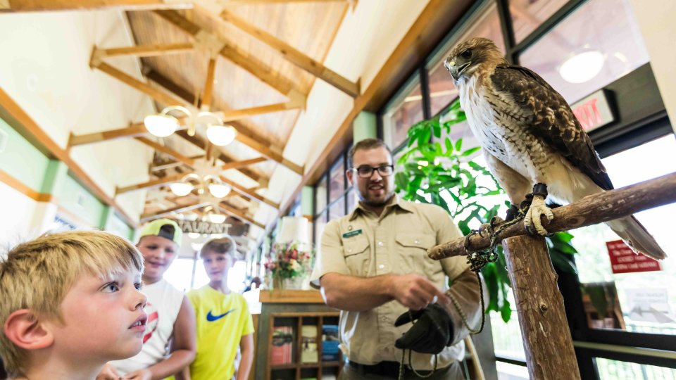 Ranger showing a hawk to children inside a visitor center.