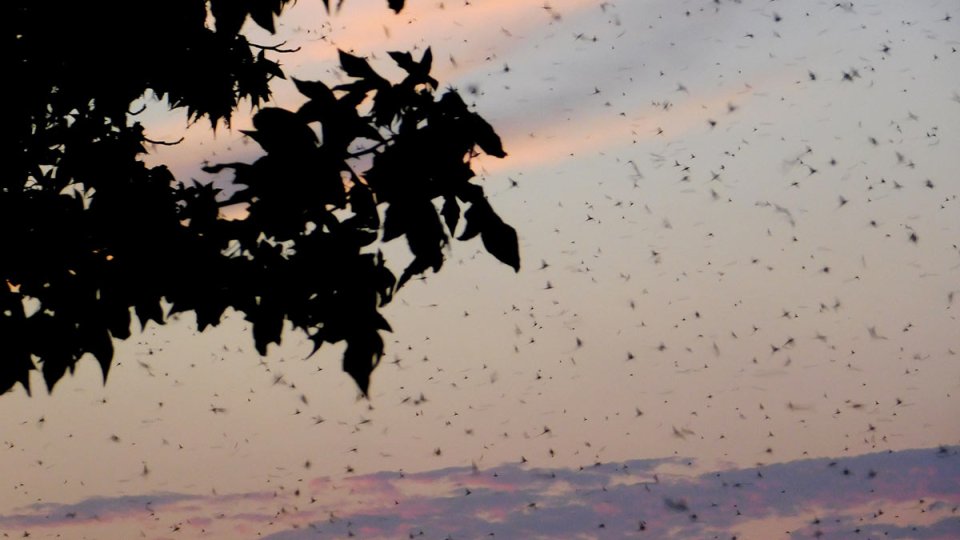 Silhouetted tree against a sunset sky with flying insects.