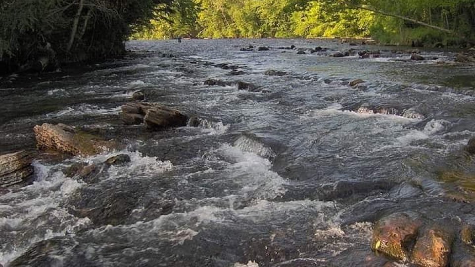 Flowing river with rocks and surrounding lush green trees.