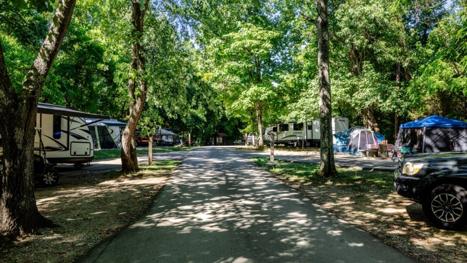 A tree-lined road leads through a campsite with RVs and tents, surrounded by lush greenery and sunlight filtering through the leaves.