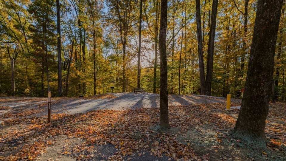 Autumn forest path with colorful leaves and sunlight filtering through trees.
