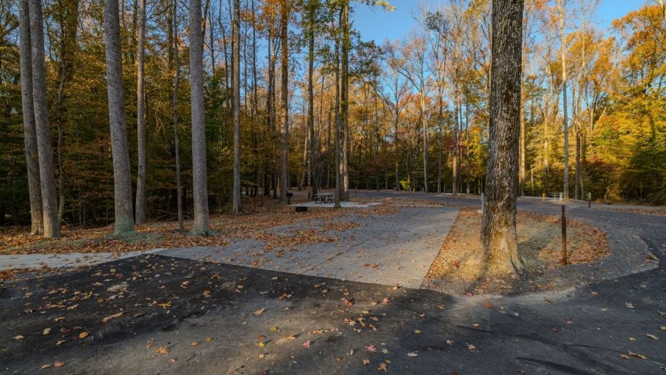 Forest road with scattered autumn leaves and tall, bare trees against blue sky.