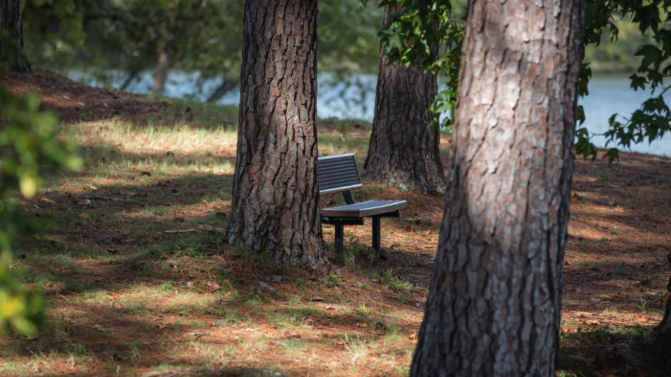 A wooden bench shaded by leafy trees, inviting relaxation in a tranquil outdoor setting.