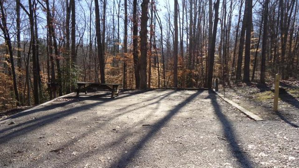 Leafless trees cast long shadows on a sunny, wooded path.