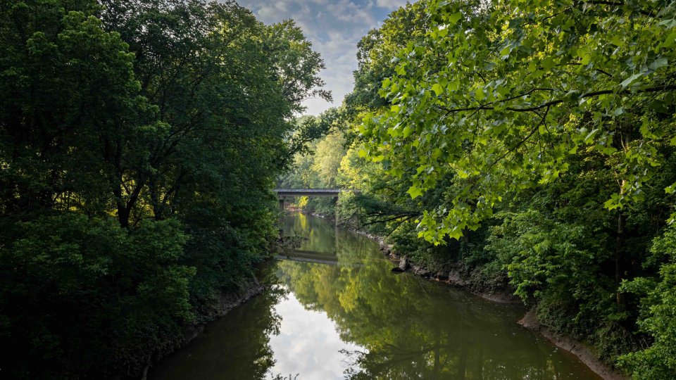 Serene river surrounded by lush trees with a bridge in the distance.