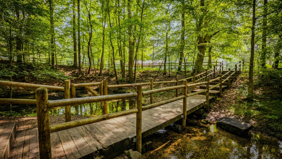 Wooden bridge winding through a lush, green forest.