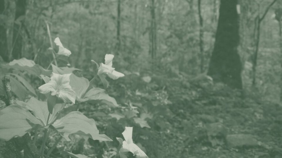 A green duotone image features wildflowers along a trail.