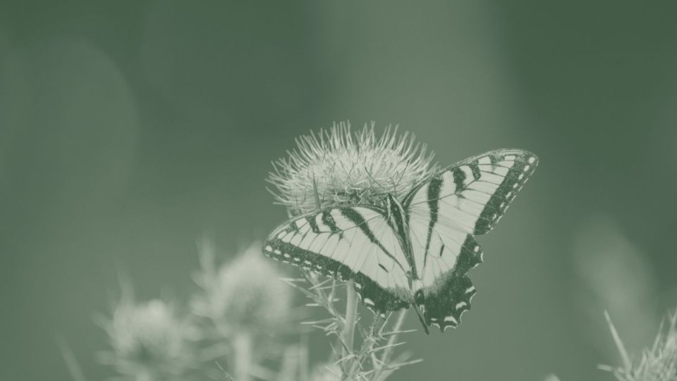 A green duotone image features a swallowtail butterfly resting on thistle.