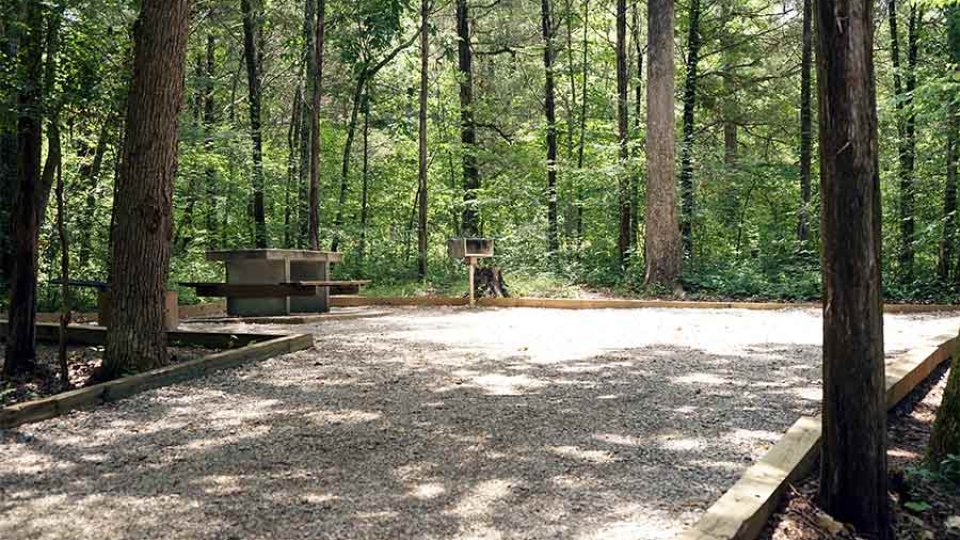 Gravel pathway leading to a wooden bench in a lush forest.
