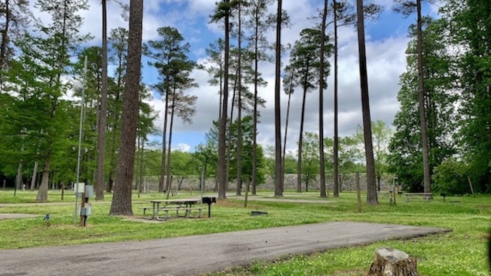 Picnic area in a park with tall pine trees and a clear blue sky.