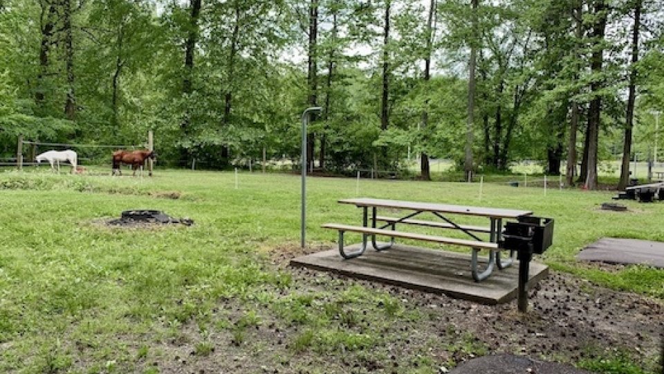 Picnic table in a lush green park with grazing horses in the background.