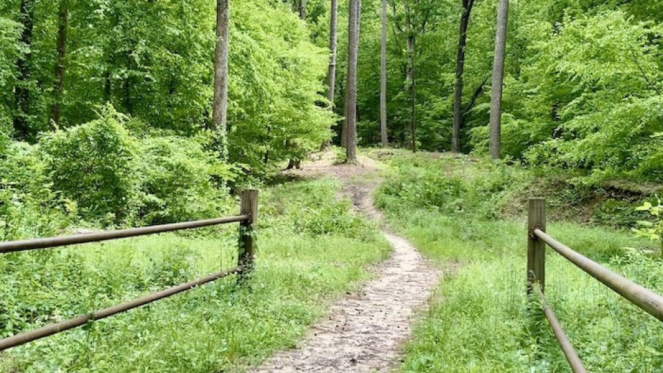Narrow dirt path in a lush green forest with a wooden fence.