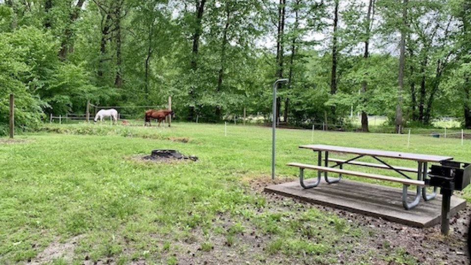 Picnic table in a lush green park with horses grazing in the background.