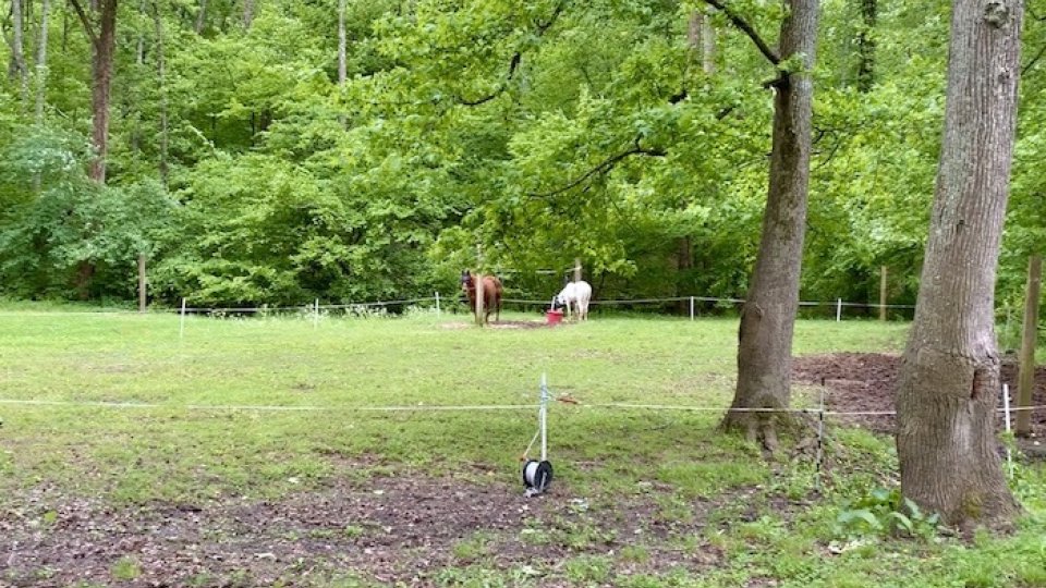 Lush green park with trees and a distant person walking a dog.