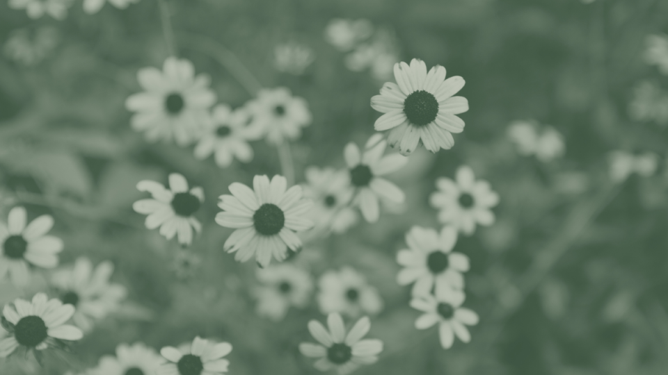 Monochrome photo of multiple daisies in a green field.